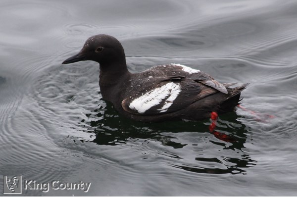 Photo of Cepphus columba